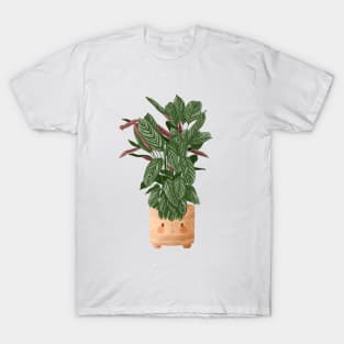 Cute Plant Illustration, Calathea Makoyana Compact Star T-Shirt